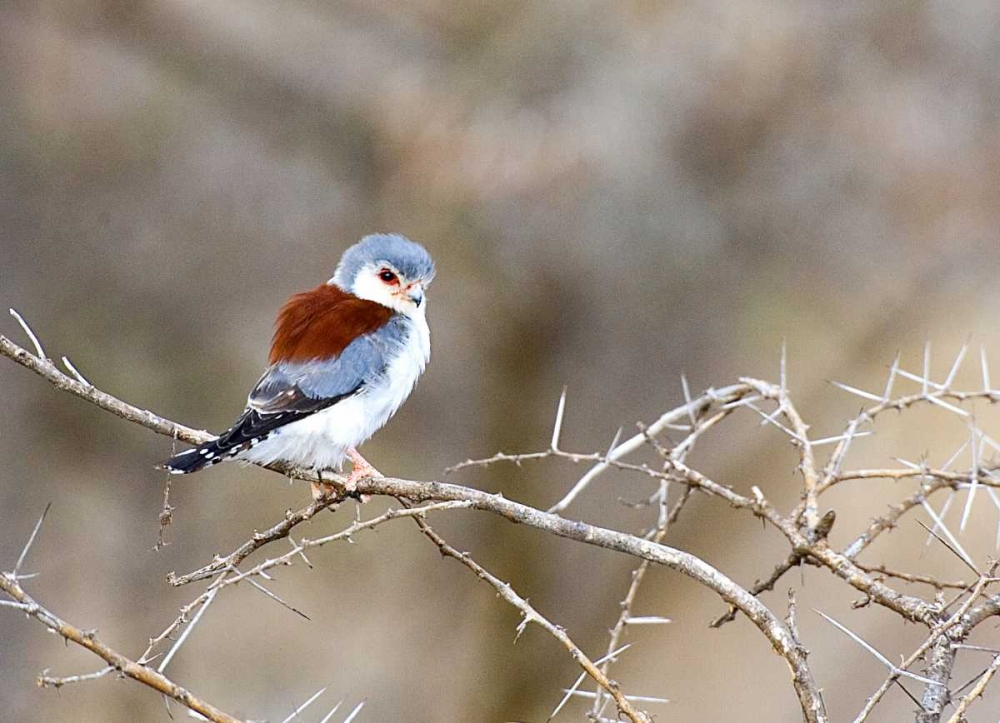 Kenya Pygmy falcon bird on limb